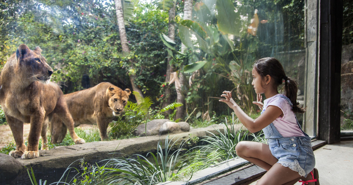 Hasil gambar untuk bali zoo