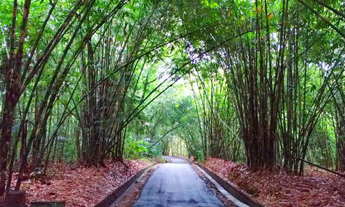 Daya Tarik Objek Wisata Hutan Bambu di Kubu Bangli