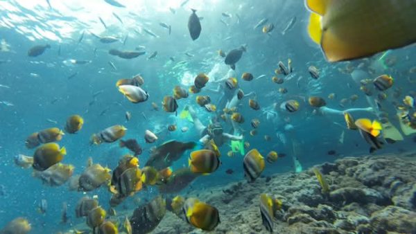 West Nusa Penida Private Day Tour with Lunch & 3-Snorkeling Spots – Meet at Sanur Harbor - Gambar 2