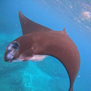 West Nusa Penida Private Day Tour with Lunch & 3-Snorkeling Spots – Meet at Sanur Harbor