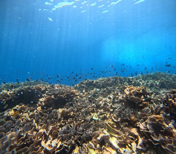 West Nusa Penida Private Day Tour with Lunch & 3-Snorkeling Spots – Meet at Sanur Harbor - Gambar 3